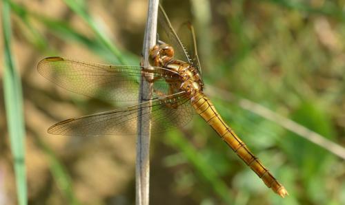 Réf. 329 294 : Orthetrum coerulescens